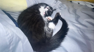 Lost Pet: Kasey