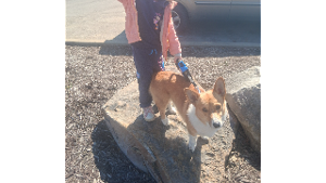Lost Pet: Milo