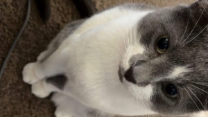 Lost Pet: Astro
