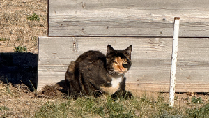 Lost Pet: Sushi