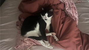 Lost Pet: Melbourne
