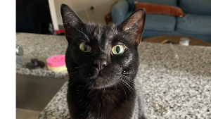 Lost Pet: Olive