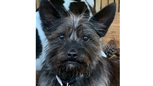 Lost Pet: Remi