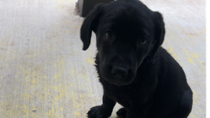 Lost Pet: Sage