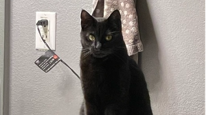 Lost Pet: Jet