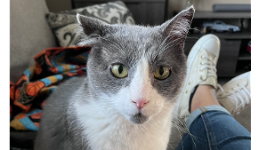 Lost Pet: Tom/Peepers