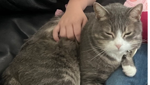 Lost Pet: Rocky