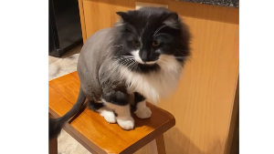 Lost Pet: Mr Man
