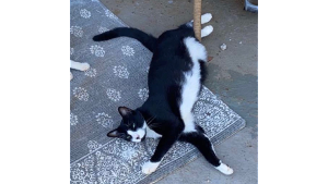 Lost Pet: Moon