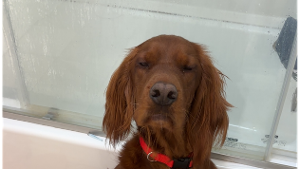 Lost Pet: Red