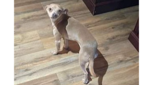 Lost Pet: Chico