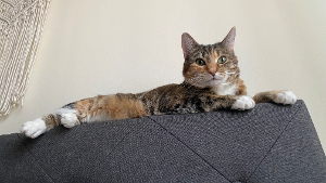 Lost Pet: Baybee