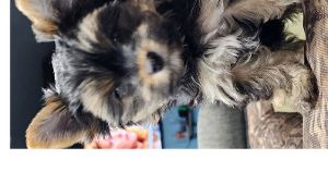 Lost Pet: Nova