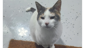 Lost Pet: Skeeter