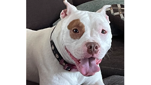 Lost Pet: Lola
