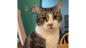 Lost Pet: Jeffry