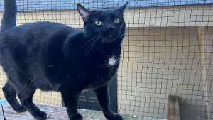 Lost Pet: Monty