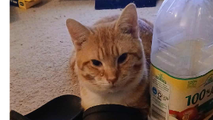 Lost Pet: Mufasa