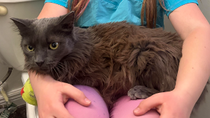Lost Pet: Nikolai