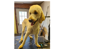 Lost Pet: Cotton