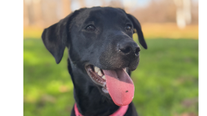 Lost Pet: Lola