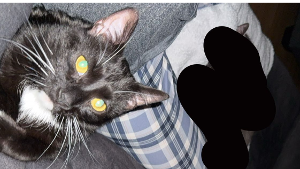 Lost Pet: Godzilla