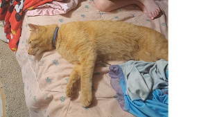Lost Pet: Pumpkin