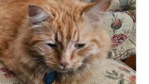 Lost Pet: Petey Benson