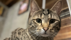 Lost Pet: Cornpop
