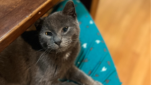 Lost Pet: Rayah Jade