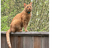 Lost Pet: Moses