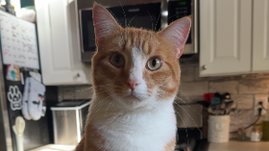Lost Pet: Felix