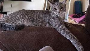 Lost Pet: MAXTON