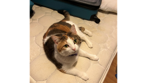 Lost Pet: Stinky