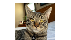 Lost Pet: Leo Pavalko