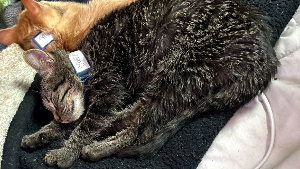 Lost Pet: mischievous