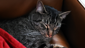 Lost Pet: Slinky