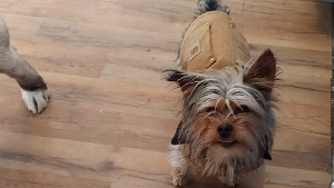 Lost Pet: Jake