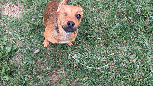 Lost Pet: Betty