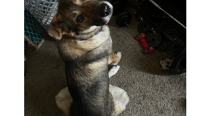 Lost Pet: Koji