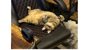 Lost Pet: Kitty