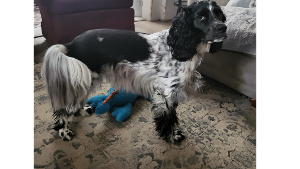 Lost Pet: Piper