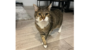 Lost Pet: Chomper