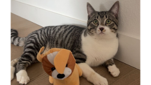 Lost Pet: Boots