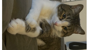 Lost Pet: Phil 1 of 2 AKA Bruce