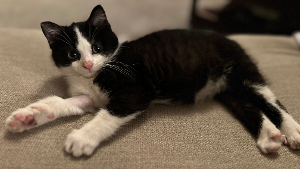 Lost Pet: Harvey