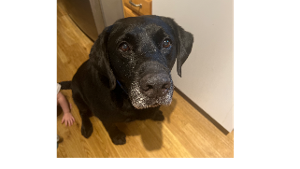 Lost Pet: Opie 