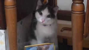Lost Pet: Ozzy