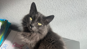 Lost Pet: FangFang