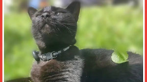 Lost Pet: Midnight